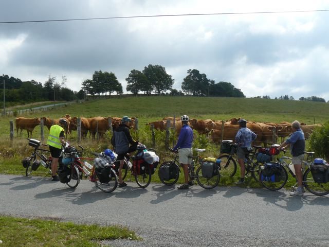 cyclistes_vaches